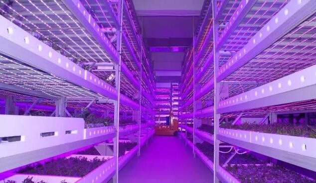 植物照明市場將進入增長期 四個關(guān)鍵點需注意
